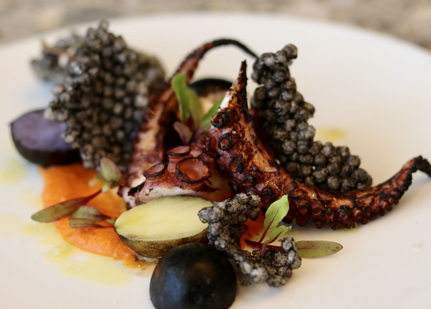 Spanish Octopus.JPG